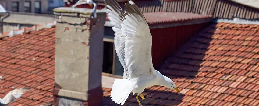 Residential Chimney Animal Removal Solution in Colleyville, TX