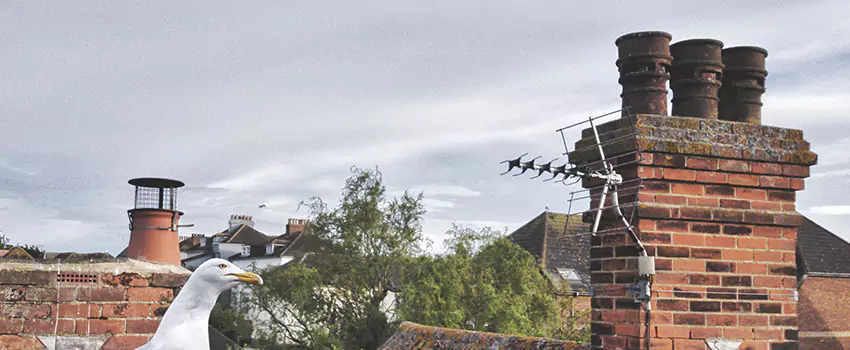Chimney Cleaning And Restoration in Colleyville, Texas